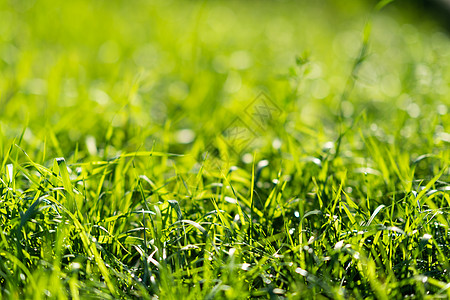 非常绿和新鲜的草 清新自然的象征 亮度和色调颜色 特写视图院子环境天空植物太阳阳光生长土地后院季节背景图片