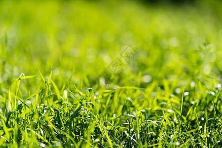 非常绿和新鲜的草 清新自然的象征 亮度和色调颜色 特写视图草地天空土地太阳植物群花园叶子植物阳光蓝色图片