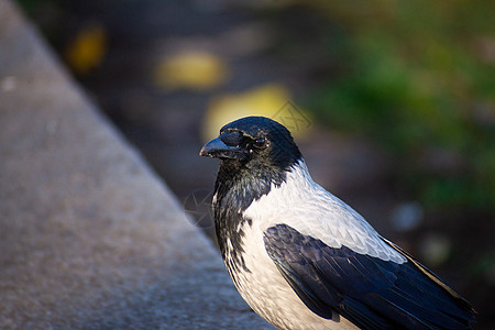 城市乌鸦的灰色黑羽毛 在石块边界上 背景模糊季节植物草地动物蓝色翅膀荒野公园鸟类野生动物图片