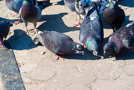 城里的鸽子在城市主广场上为一小块面包而战 多彩的鸟儿自由野生动物翅膀斗争载体鸟类动物公园正方形食物图片