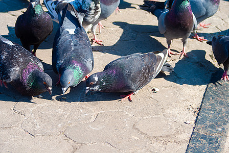 城里的鸽子在城市主广场上为一小块面包而战 多彩的鸟儿羽毛白色人群鸟类荒野街道野生动物公园斗争团体图片