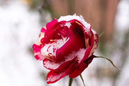 在模糊的冬季背景下的冷冻玫瑰花特写 玫瑰上的软 socus 雪躺在玫瑰花上花朵雾凇天气季节花园水晶花瓣植物群宏观植物图片