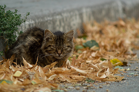 时间性无家可归的小猫看着你 躺在干枯的秋叶上生活城市庇护所流浪猫咪毛皮哺乳动物猫科荒野宠物图片
