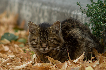 时间性无家可归的小猫看着你 躺在干枯的秋叶上毛皮哺乳动物荒野城市猫科生活宠物动物流浪猫咪图片