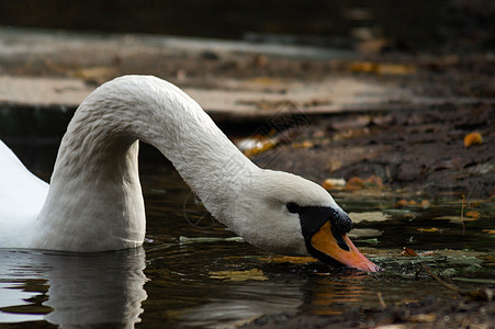 白天鹅在秋天森林公园的湖边吃长颈鱼 近视背景模糊反射动物水禽食物公园游泳行星野生动物鸭子蓝色图片
