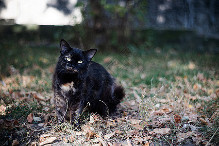 感性无家可归的黑猫在大城市里看着你动物荒野城市猫咪毛皮宠物小猫庇护所哺乳动物生活图片