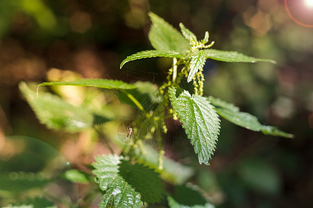 森林中一只有蜘蛛的织物灌木 在照片边缘周围闪烁树叶衬套花园草本植物生长荨麻疹植物群药品叶子食物图片