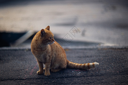 感性无家可归的黑猫在大城市里看着你城市生活小猫庇护所哺乳动物流浪猫科猫咪宠物动物图片