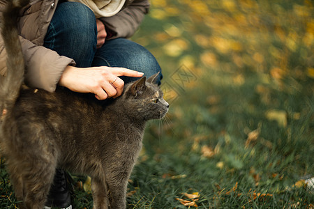 女孩在草地上抚摸着一条漂流的灰色美丽的温情猫哺乳动物猫咪荒野毛皮城市庇护所流浪生活小猫猫科背景图片