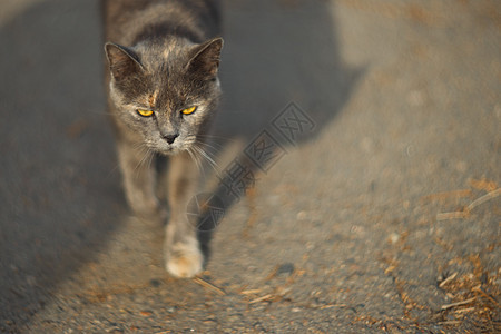 气质无家可归的灰猫在大城市里看着你 猫在沥青上行走 猫无家可归城市动物荒野庇护所哺乳动物流浪小猫毛皮宠物生活图片