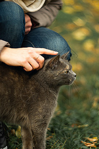 女孩在草地上抚摸着一条漂流的灰色美丽的温情猫荒野哺乳动物猫咪生活流浪宠物城市猫科动物庇护所背景图片
