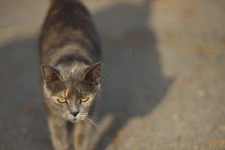 气质无家可归的灰猫在大城市里看着你 猫在沥青上行走 猫无家可归小猫流浪猫科哺乳动物生活荒野猫咪毛皮庇护所动物图片