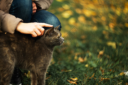 女孩在草地上抚摸着一条漂流的灰色美丽的温情猫宠物猫科流浪荒野猫咪城市毛皮动物小猫庇护所背景图片
