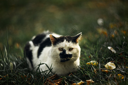 时间性无家可归的横眼双眼斑斑猫在青草上看着你毛皮蓝色绿色流浪白色哺乳动物荒野动物眯眼小猫图片