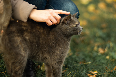 女孩在草地上抚摸着一条漂流的灰色美丽的温情猫猫咪流浪猫科动物生活宠物荒野哺乳动物庇护所小猫背景图片
