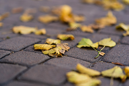 深秋步行路上的橙叶 落叶季节 人行道上的落叶公园石头地面沥青车道树叶街道橙子铺路叶子图片