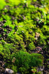 黑色地面上的绿色苔藓 潮湿的地面和柔软的苔藓植物生长玻璃木头花园藻类岩石石板叶子丛林图片