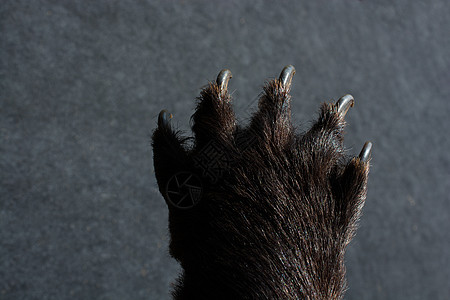 黑熊爪 有锋利的爪子荒野力量脚印哺乳动物野生动物头发棕色毛皮危险动物园图片