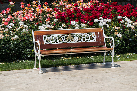 玫瑰花园中间的木板凳岩石休息退休花园树木长椅玫瑰季节孤独座位图片