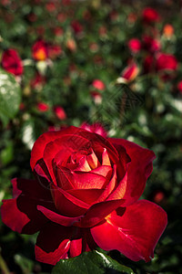 美丽多彩的玫瑰花园艺区系植物花瓣玫瑰花园季节植物群公园花朵图片