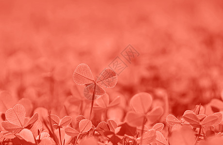 青红珊瑚粉色粉红色的春花树叶在草丛中图片