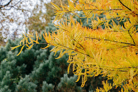 树枝上的绿叶作为花卉背景植物群橡木花园季节叶子橙子环境森林植物植物学图片
