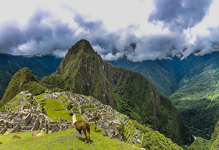 高原地区两块Llama图片