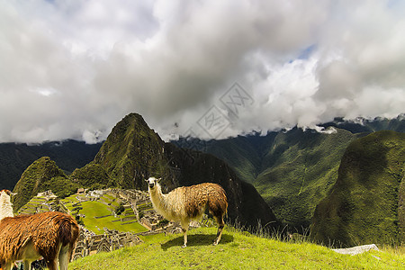 一个高原地区的两个Llamas图片