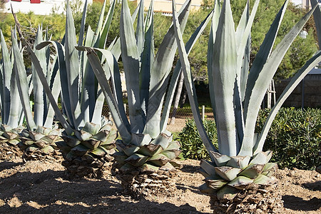 在阳光明媚的一天种植 Aloe vera植物草本植物治疗果汁化妆品护理花园皮肤温泉生长芦荟图片