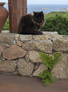 深棕色猫坐在石墙上 海风环望鼻子宠物猫咪小猫爪子毛皮胡须海景猫科哺乳动物图片