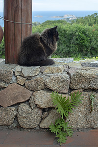 深棕色猫坐在石墙上 海风环望鼻子眼睛海景外套动物哺乳动物毛皮爪子头发猫科图片