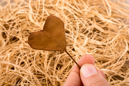 心脏形状切切叶 手握在满是草的背面上生活叶子手绘松果幸福树叶知识教育学干叶心形图片