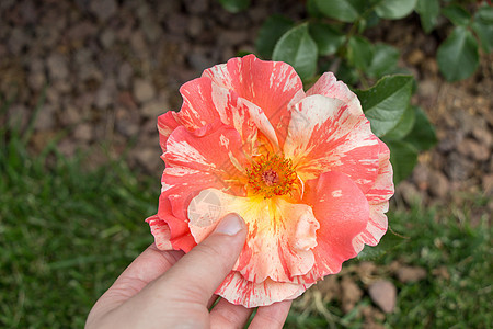 美丽多彩的玫瑰花白色花园植物玫瑰礼物绿色花瓣叶子图片