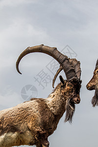 棕褐山山山羊 有巨大的角野生动物环境石头喇叭食草内存牛角耐力动物群哺乳动物图片