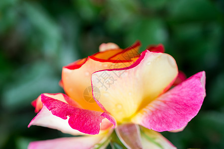 美丽多彩的玫瑰花在视野中季节玫瑰植物群花坛花园园艺花朵植物叶子花瓣图片