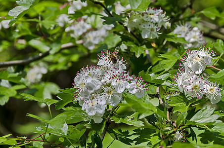 Hawthorn Whitethorn或Crataegus单毛形树枝 配有白花瓣花朵和蜜蜂 有选择性焦点的粉色丝裙 南公园图片