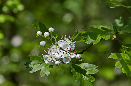 Hawthorn Whitethorn或Crataegus单毛形树枝 花朵有白花瓣和粉红丝袍 有选择性地聚焦南公园图片