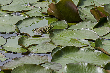 绿池塘青蛙或罗纳两栖种 水生动物在南公园Lilly垫上晒太阳公园蟾蜍爬虫眼球百合林蛙眼睛太阳软垫叶子图片