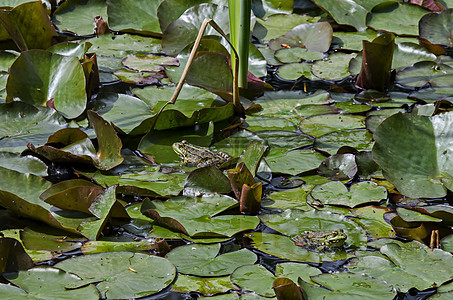 绿池塘青蛙或罗纳两栖种 水生动物在南公园Lilly垫上晒太阳荒野动物群软垫生活太阳百合树叶眼睛林蛙眼球图片