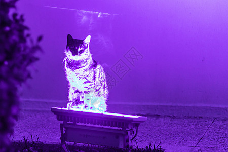 一只有趣的猫 在紫色亮光上停留图片