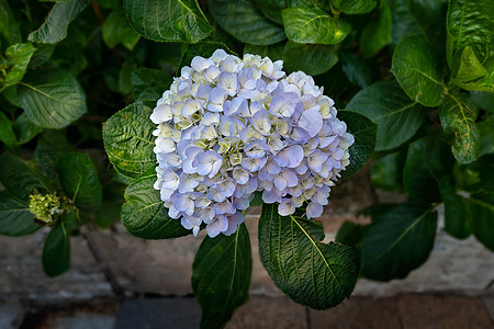 蓝色花朵或小青花植物植物学绣球花花园花束紫色植物群叶子生长公园图片