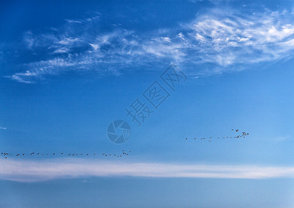一群鸭子飞过海面 在晴朗明媚的天空中团体海洋海浪海鸥翅膀蓝色太阳旅行荒野野生动物图片