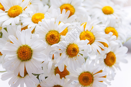 黄色中心的白色雏菊背景树叶花瓶玻璃甘菊植物群野花洋甘菊花束花园植物图片