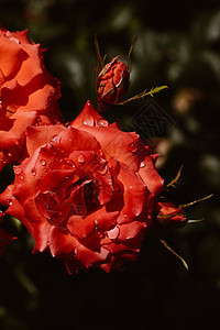 春花中闪耀的美丽玫瑰粉色红色植物花瓣花园庆典婚礼插图叶子浪漫图片