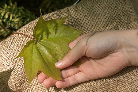 绿色树叶手握在画布上环境叶子植物群植物棕色季节花园生态植物学图片