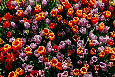 春天盛开的郁金香花作为花卉背景白色粉色花朵植物群花园郁金香绿色植物图片