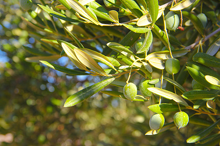 树枝上的橄榄植物群宏观化妆品食物水果处女种植园收成草本植物植物图片