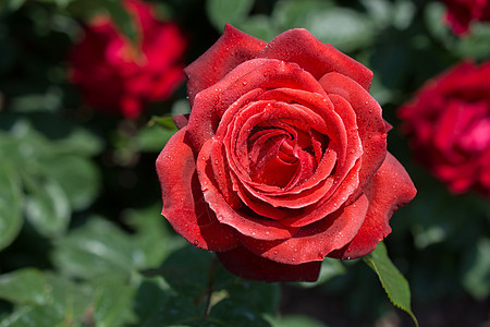 美丽多彩的玫瑰花花园植物白色水滴礼物花瓣热情红色玫瑰绿色图片