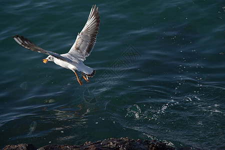单海鸥飞越领海上空朋友们支撑羽毛天空钓鱼自由鸟类翅膀海鸟航班图片