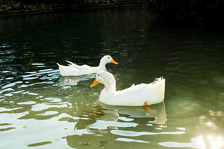 池塘中的白鸭农场翅膀白色游泳鸭子飞行农业野生动物羽毛荒野背景图片